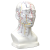Hwato Akupunkturní model hlavy, 19 cm
