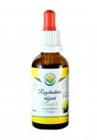 Salvia Paradise Rozchodnice - Rhodiola AF tinktura 50ml